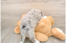 Hypoallergenic Aussie Bichon Designer Puppy