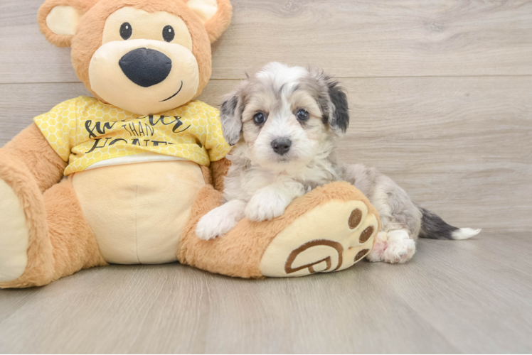 Petite Aussiechon Designer Pup