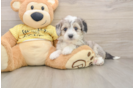 Petite Aussiechon Designer Pup