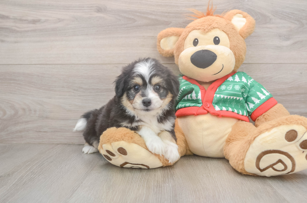 6 week old Aussiechon Puppy For Sale - Simply Southern Pups