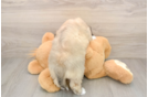 Playful Aussie Bichon Designer Puppy