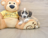 7 week old Aussiechon Puppy For Sale - Simply Southern Pups