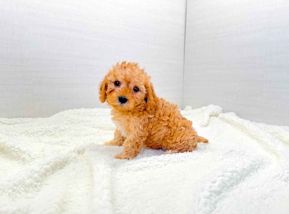 Aussiechon Pup Being Cute