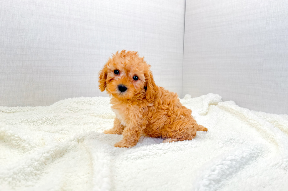 7 week old Cavapoo Puppy For Sale - Simply Southern Pups