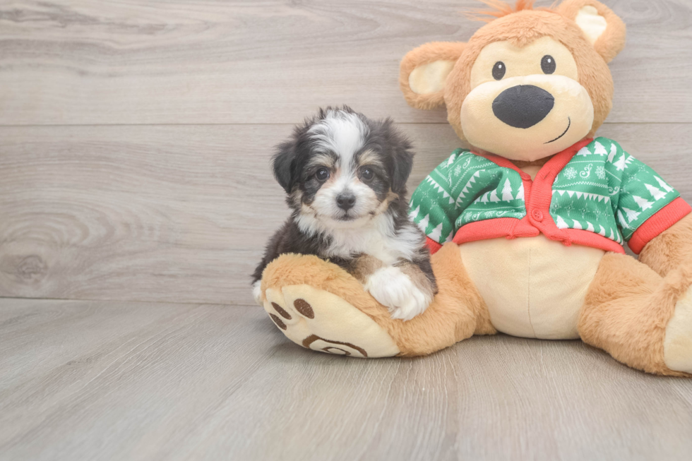 Friendly Aussiechon Baby