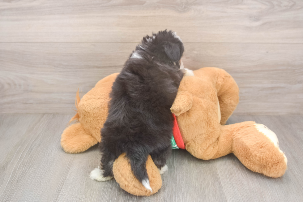 Funny Aussiechon Designer Pup