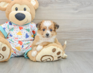 7 week old Aussiechon Puppy For Sale - Simply Southern Pups