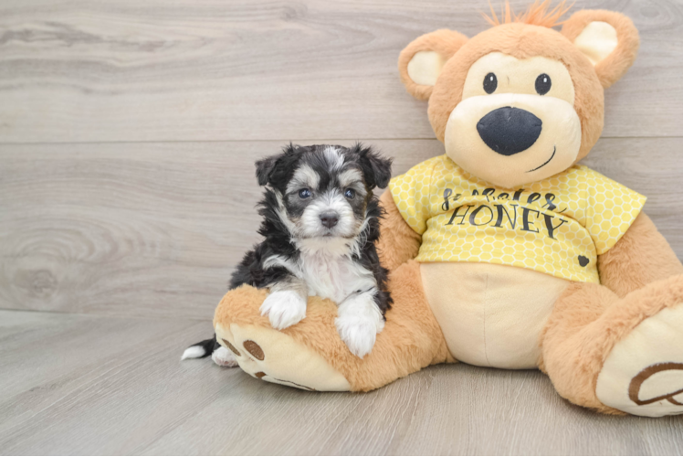 Aussiechon Pup Being Cute