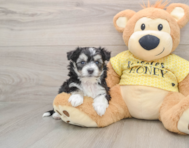 8 week old Aussiechon Puppy For Sale - Simply Southern Pups
