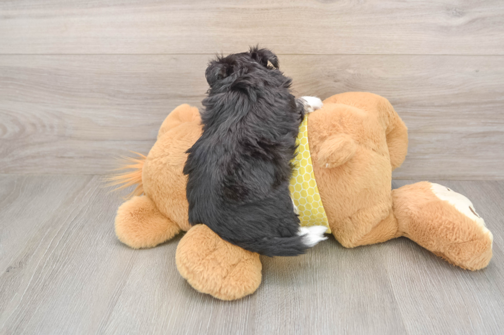 Aussiechon Puppy for Adoption