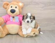 8 week old Aussiechon Puppy For Sale - Simply Southern Pups