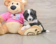 5 week old Aussiechon Puppy For Sale - Simply Southern Pups