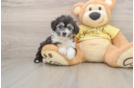 Funny Aussiechon Designer Pup