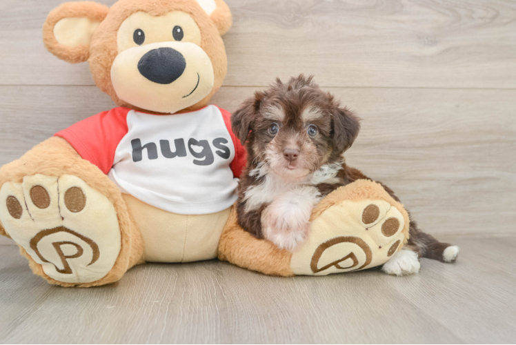 Fluffy Aussiechon Designer Pup
