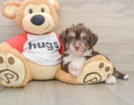 8 week old Aussiechon Puppy For Sale - Simply Southern Pups