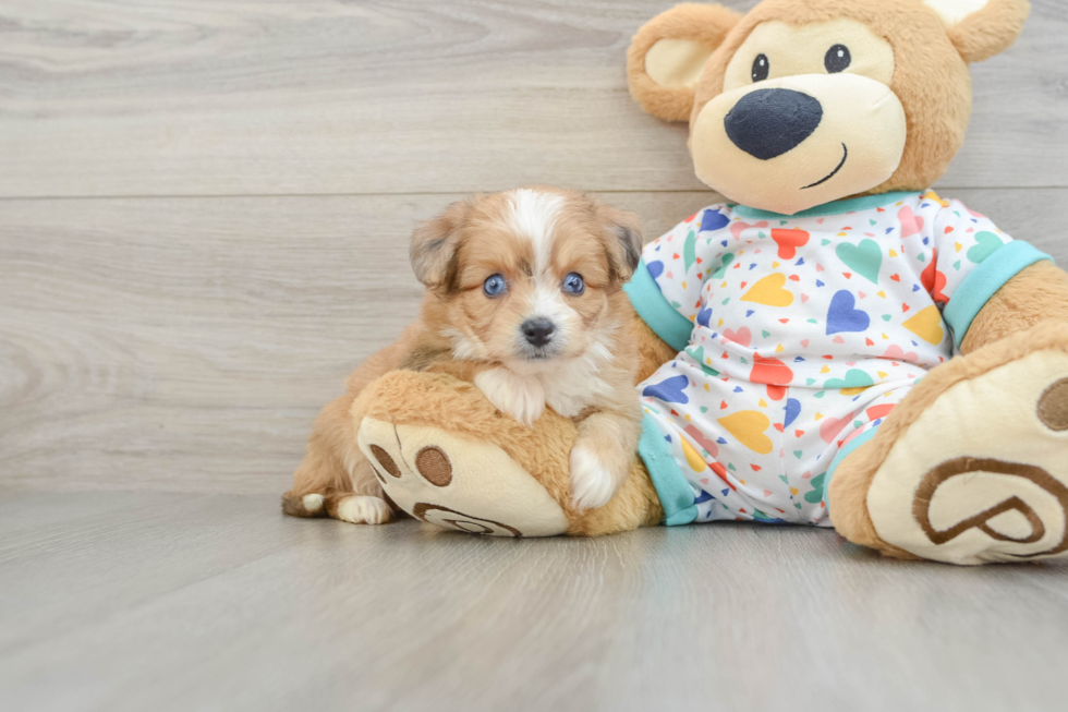 Aussiechon Puppy for Adoption