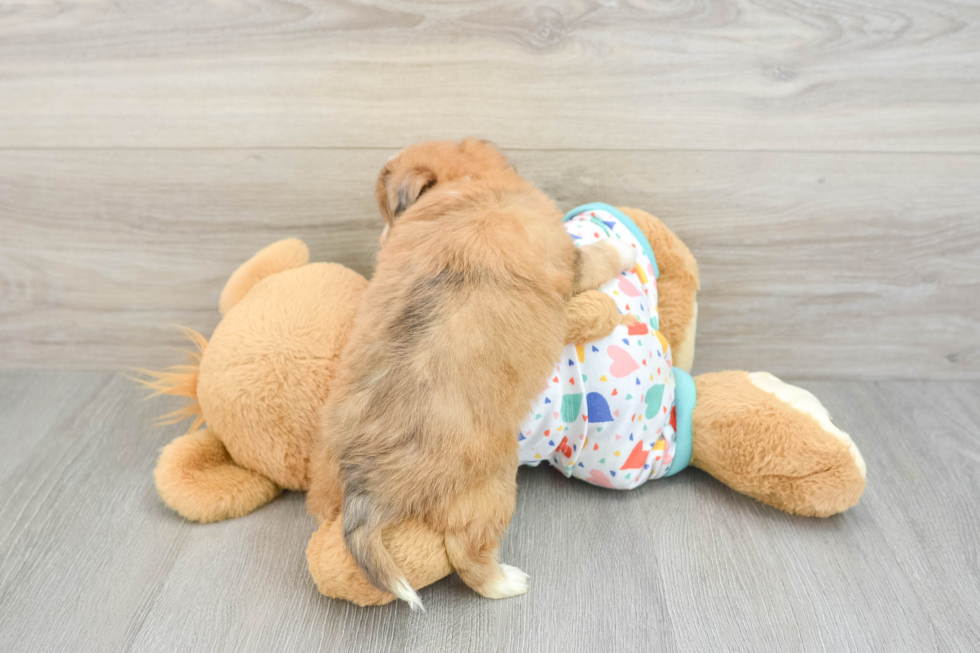 Friendly Aussiechon Baby