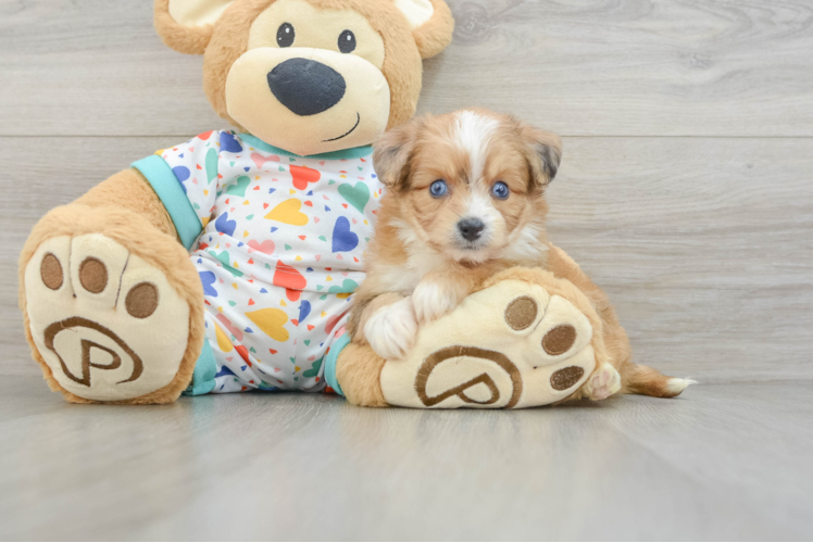 Petite Aussiechon Designer Pup