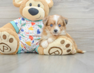 7 week old Aussiechon Puppy For Sale - Simply Southern Pups