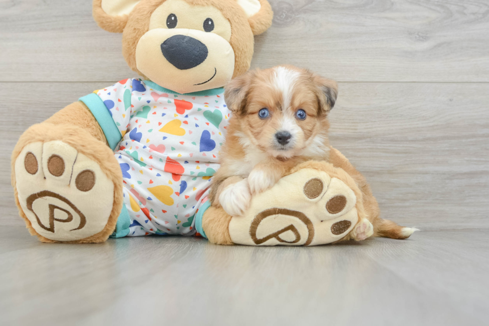 Petite Aussiechon Designer Pup