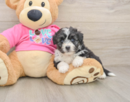 5 week old Aussiechon Puppy For Sale - Simply Southern Pups