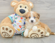 7 week old Aussiechon Puppy For Sale - Simply Southern Pups