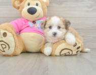 7 week old Aussiechon Puppy For Sale - Simply Southern Pups