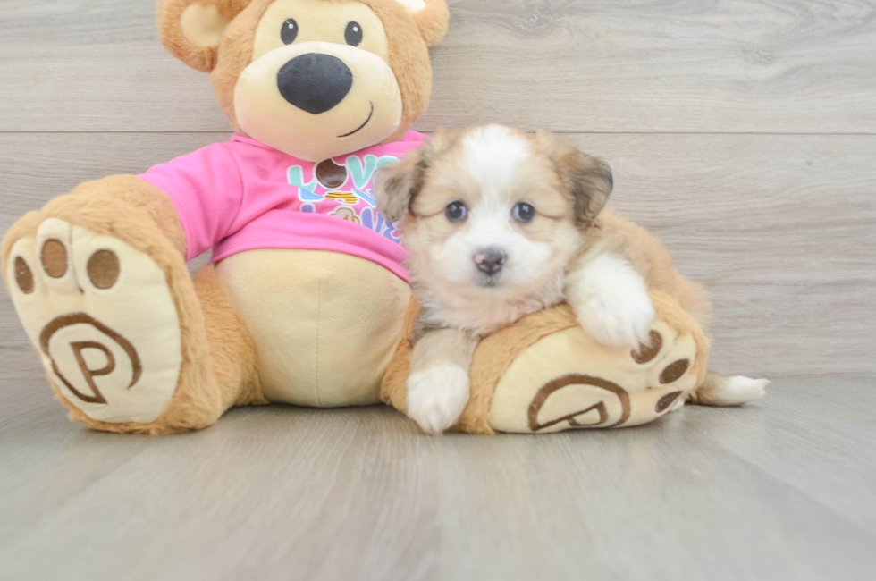 5 week old Aussiechon Puppy For Sale - Simply Southern Pups