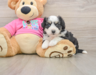 6 week old Aussiechon Puppy For Sale - Simply Southern Pups