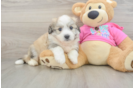Funny Aussiechon Designer Pup