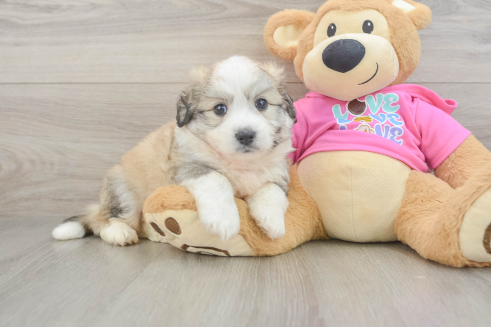 Funny Aussiechon Designer Pup