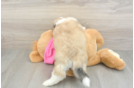 Aussiechon Puppy for Adoption