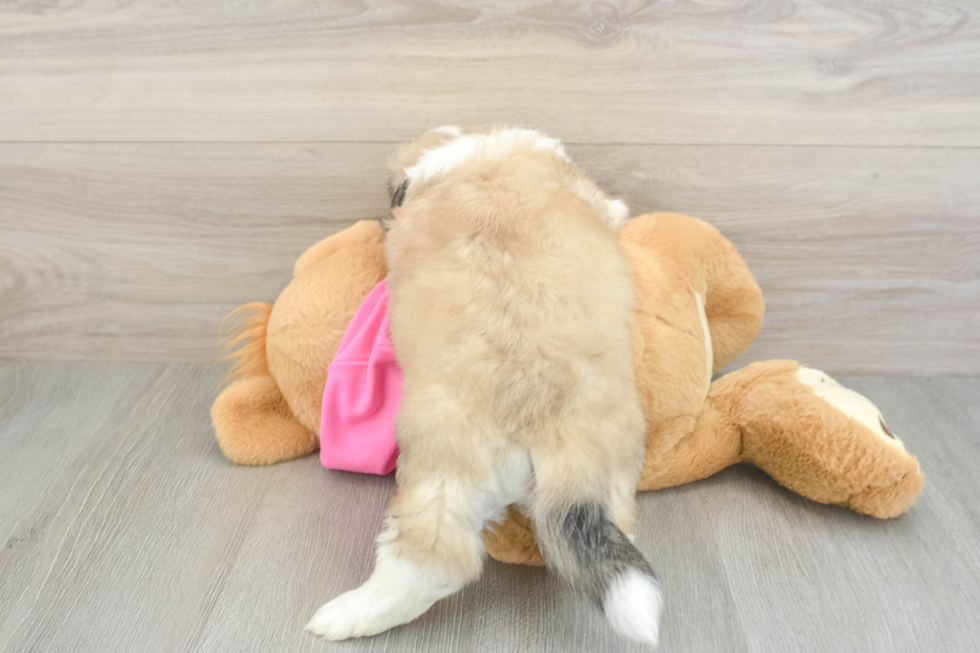 Aussiechon Puppy for Adoption