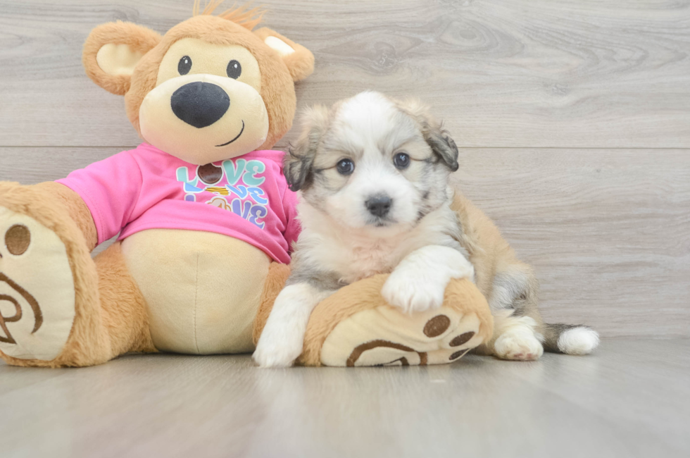 5 week old Aussiechon Puppy For Sale - Simply Southern Pups