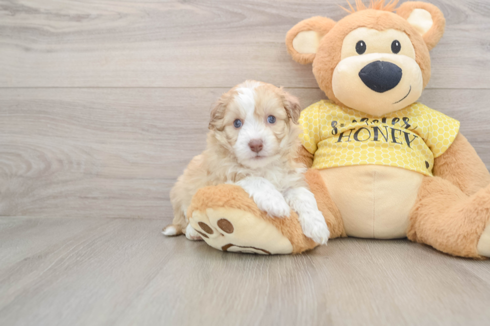 Best Aussiechon Baby