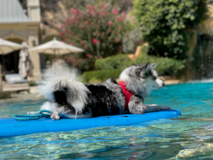 Cute Mini Husky Designer Pup