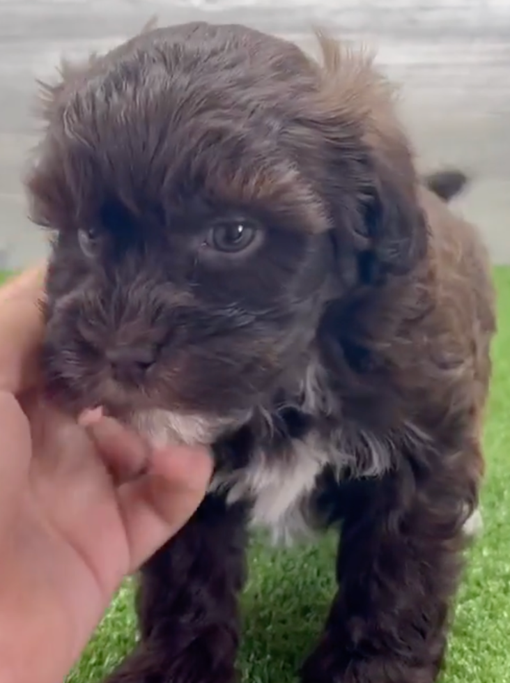 Cute Poovanese Poodle Mix Pup