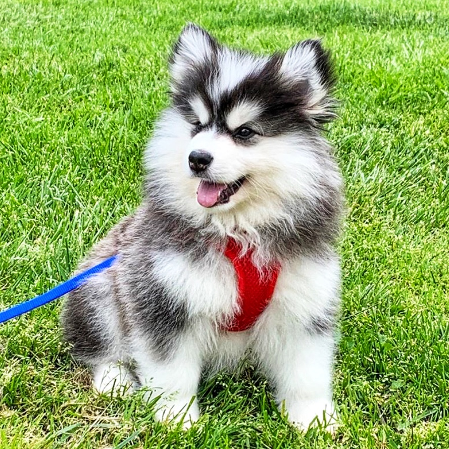 tiny pomsky for sale