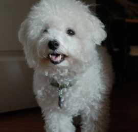 Bichon Tenerife Puppies For Sale - Simply Southern Pups