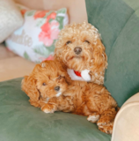 Cute Cavapoo Pup Cute Cavapoo Pup