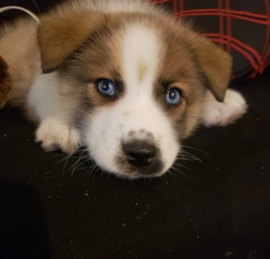 Husky and Pomeranian Mix Puppies For Sale - Simply Southern Pups