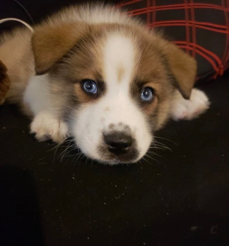 Pomsky Puppies for Sale - Simply Southern Pups