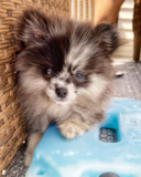 Cute Pomeranian Pup