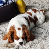 Cavalier King Charles Spaniel Being Cute