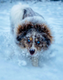 Cute Pomsky Pup