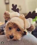 Cute Maltipoo Pup Cute Maltipoo Pup