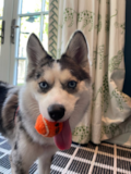 Cute Pomsky Pup