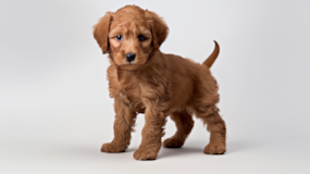 Cute Mini Labradoodle Poodle Mix Pup