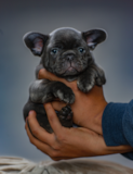 Cute Frenchie Purebred Pup