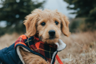 Cute Golden Retriever Poodle Mix Pup